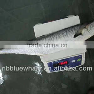 500-1000g IQF Spanish Mackerel thumbnail-1