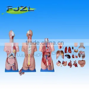 Human Anatomical Torso Model of 85cm With 23 Parts ,Unisex Anatomical Human Torso Model thumbnail-1