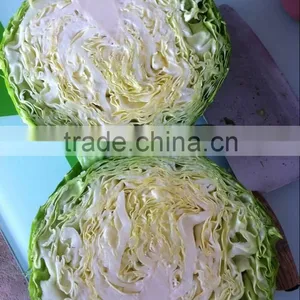 Hot Selling Fresh Cabbage thumbnail-2