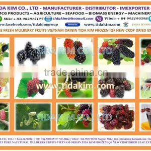 CAULERPA LENTILLIFERA FRESH SEAGRAPES - SEAWEED VIETNAM GREEN CAVIAR OKINAWA DEHYDRATED JAPAN TIDA KIM OEM PRODUCTION SEAFOOD thumbnail-4
