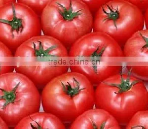 Wholesale Canned Tomato Paste From China thumbnail-6