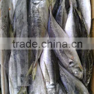 Horse Mackerel thumbnail-1