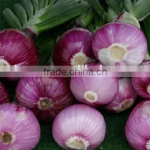 Onion Vegetable thumbnail-2