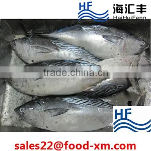 2016 New Arrival Frozen Seafood Whole Round Skipjacktuna Fish With Prices thumbnail-1
