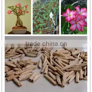 Desert Rose Seeds From China thumbnail-1