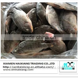 Farm Frozen Tilapia Fish for Sale thumbnail-5