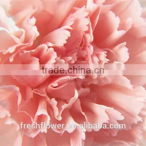 Fresh Cut Flower Pink Carnation From China Mother's Day thumbnail-1