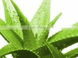Beauty Products Aloe Vera Gel. thumbnail-4