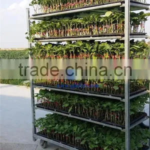 239 Shelf for Manufactures Customised Trolleys Shelf for CC Containers Shelf for DC Containers thumbnail-1