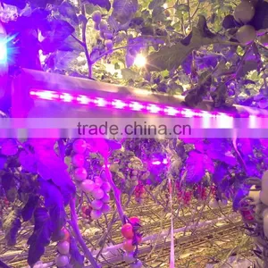 Best Selling Products Interlighting 150W LED Grow Light Bar thumbnail-1