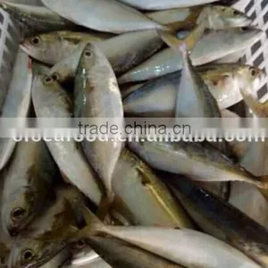 Whole Round Frozen Indian Mackerel Fish thumbnail-1