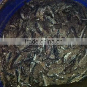 High Quality Salted Anchovy Fillet thumbnail-2