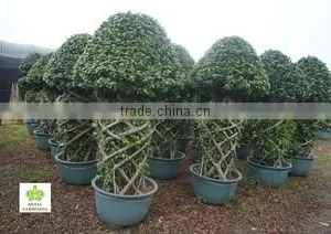 Royal Gardening Nursery Guangzhou company overview - view 2 thumbnail