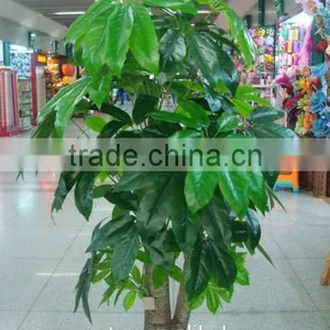 Songtao Company High Quality Artificial Plants Potted Plant Bonsai Tree 185cm Plastic Lucky Tree thumbnail-4