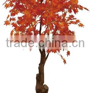Foliage Plants Bonsai From Guangzhou Factory thumbnail-5