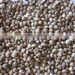 Hemp Seeds thumbnail-1