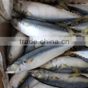 Frozen Scomber Japonicus With Size 6 -8 Pcs / kg thumbnail-3