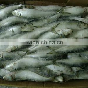 Frozen Sardine From Chinese Manufacture thumbnail-6