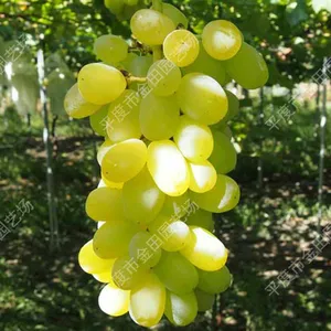 First Love Grape Seedlings Grape Vines thumbnail-1