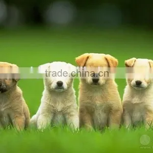 PET WASTE Rolling Bag Making Machine thumbnail-6