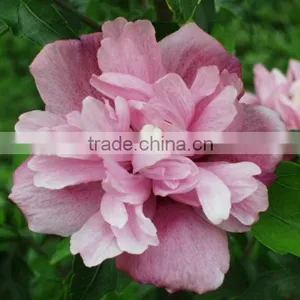 Special Herb Oil 100 Pure and Natural MUSK SEED Oil Rose-of-Sharon/Shrub-althea thumbnail-1