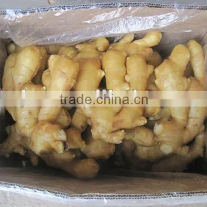 China Ginger thumbnail-1