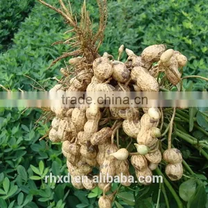 Bulk Peanut Kernel thumbnail-1