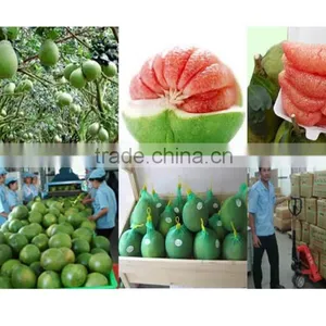 Pomelo Vietnam High Quality thumbnail-1