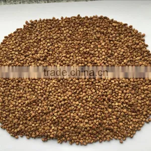 Roasted Buckwheat thumbnail-1