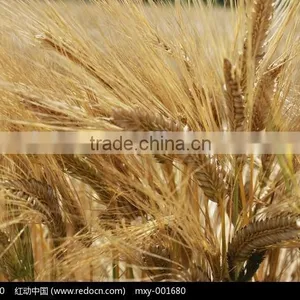 Factory Directly Hot Sale Barley Eremursine Malt Extract Powder thumbnail-3