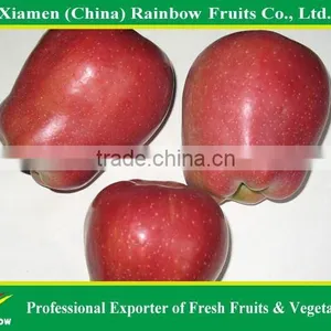 Washington Apple thumbnail-1