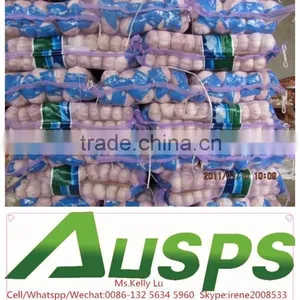 Fresh Dry Garlic thumbnail-2