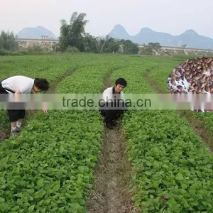 Mulberry Seeds for Planting High Quality Mulberry Trees For Silkworm Breeding thumbnail-1