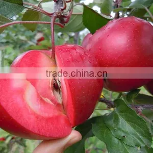 Red Flesh Apple Tree Seedling thumbnail-1