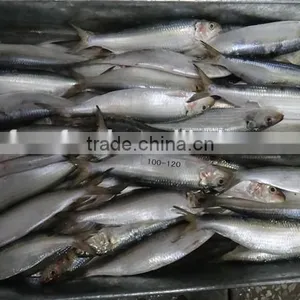 Wholesale Frozen Sardine on Sale thumbnail-1