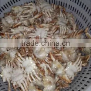 Pollock Fish is a Fish of Crab thumbnail-5