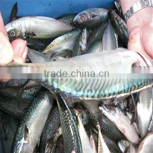 Fresh Live Fish thumbnail-1