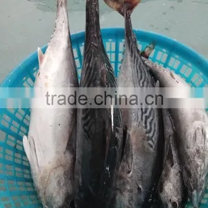Superior Quality Bonito Tuna thumbnail-1