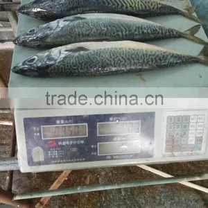 Frozen W/R Seafood Pacific Mackerel Fresh High-quality Pacific Mackerel thumbnail-2