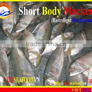 FROZEN SHORT BODY MACKEREL WHOLE ROUND thumbnail-4