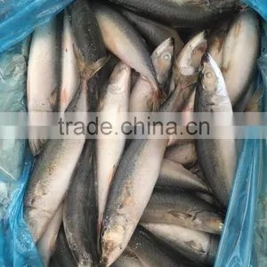 2016 New Caught Frozen Pacific Mackerel thumbnail-1