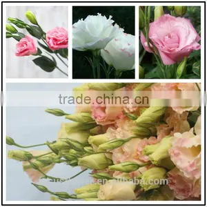 2017 Popular Top Sell Artificial Purple Eustoma Flower thumbnail-6