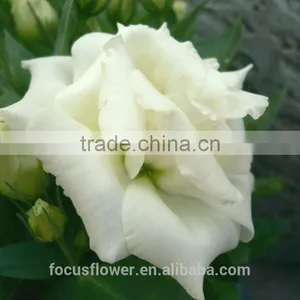 Best Price Fresh Cut Flowers White Eustoma For Sale thumbnail-4