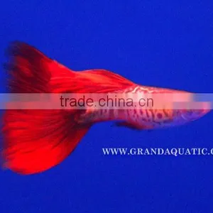 Guppy Fish / Ornamental Fish Exporter thumbnail-6