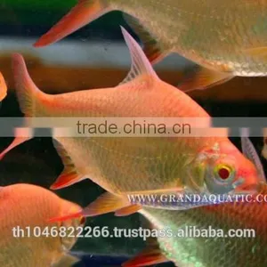 Albino Red Tail Tinfoil Barb Fish / Thailand Tropical Fish Exporter thumbnail-3