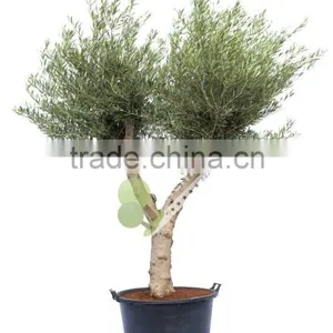 Olive Tree - Olea Europaea "Hojiblanca" thumbnail-1