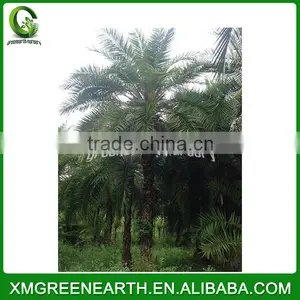 Phoenix Dactylifera Palms Trunk 3m (1) thumbnail-2