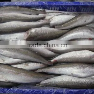 WR Frozen Hake thumbnail-5
