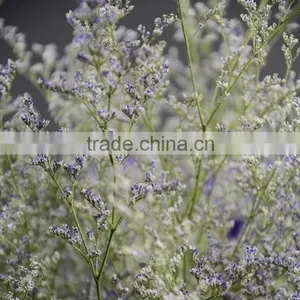 Beautiful Classical Limonium Flower thumbnail-6