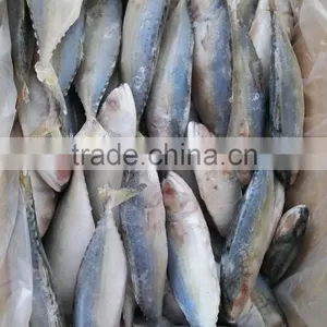 Supply Frozen Indian Mackerel thumbnail-4